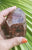 Lemurian Red 236gm