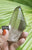 Lemurian Smoky 137g