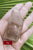 Lemurian Pink 55gm