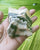 Zebra Calcite raw 7x5x3.5cm   233gm