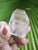 Lemurian 59g