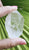 Lemurian 75g