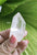 Lemurian 48gm