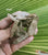 Cluster- Himalayan Quartz 69gm