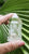Lemurian 95gm * Self Heal  ** Rainbows inclusions