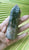Jasper Rainforest 101gm