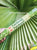 Incense Various