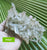 Cluster- Himalayan Quartz 255g