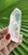 Lemurian point 83gm