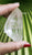 Lemurian 80g