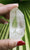 Lemurian 80g