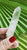 Lemurian Point 26g