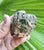 Green Tourmaline in Matrix * Brazil