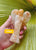 Golden Healer Angel 326g * rainbow inclusions