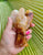 Golden Healer Angel 340g