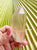 Lemurian Smoky 120g