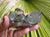 Cluster- Himalayan Green Chlorite Phantom 218g