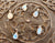 Pendant Moonstone * High Quality