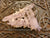 Clusters -  Las Vigas Vera Cruz Amethyst * RARE