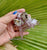 Clusters -  Las Vigas Vera Cruz Amethyst * RARE