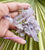 Clusters -  Las Vigas Vera Cruz Amethyst * RARE