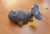 Whale Blue Quartz 195g