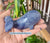 Whale Blue Quartz 195g
