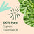Plant Therapy- Cypress Essential Oil 10ml