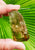 Citrine Natural Points AAA quality