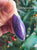 Pendant-Sugilite  Oval * high quality