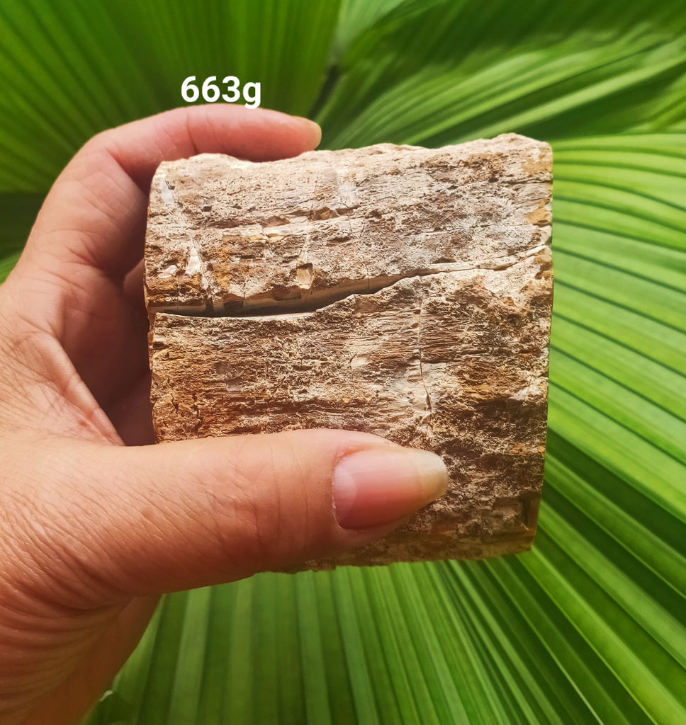 Petrified Wood Qi New AGe Healing Singapore Crystals New Age petrified-wood-qi-new-age-healing-singapore-crystals-new-age