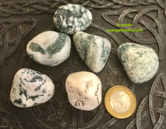 Tree Agate Tumbled