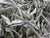 W Sage- White Sage - Loose / Clusters- 50gm